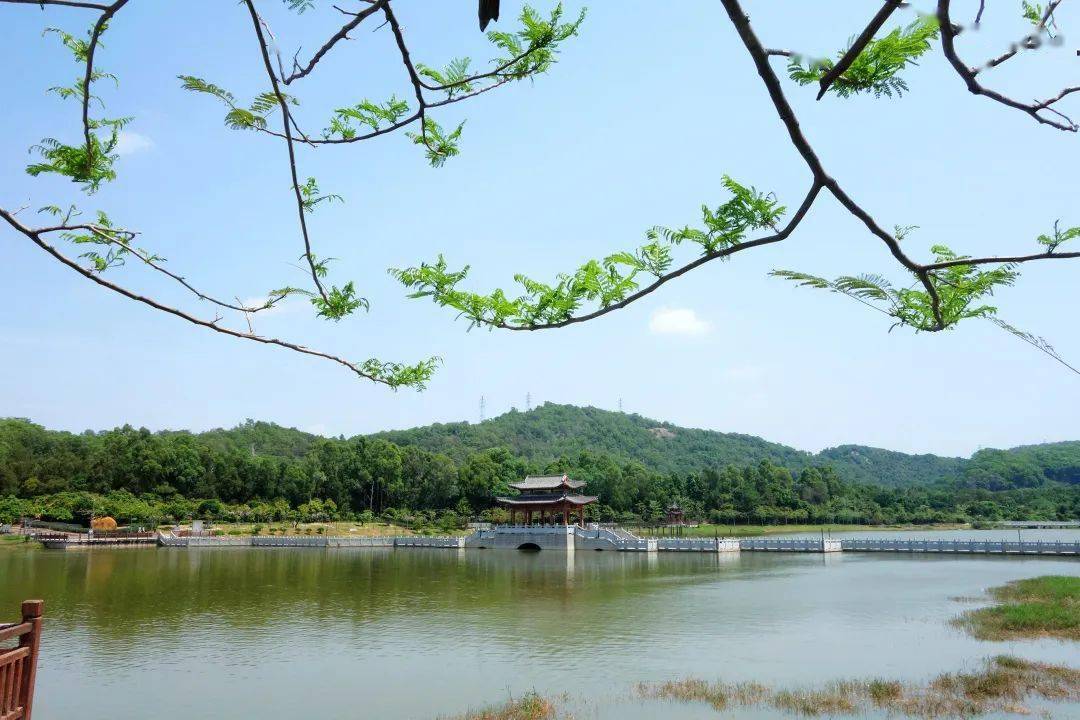 亮化夜景,打造荷花水景…厚街首个生态滨水公园再迎景观提升_沙溪