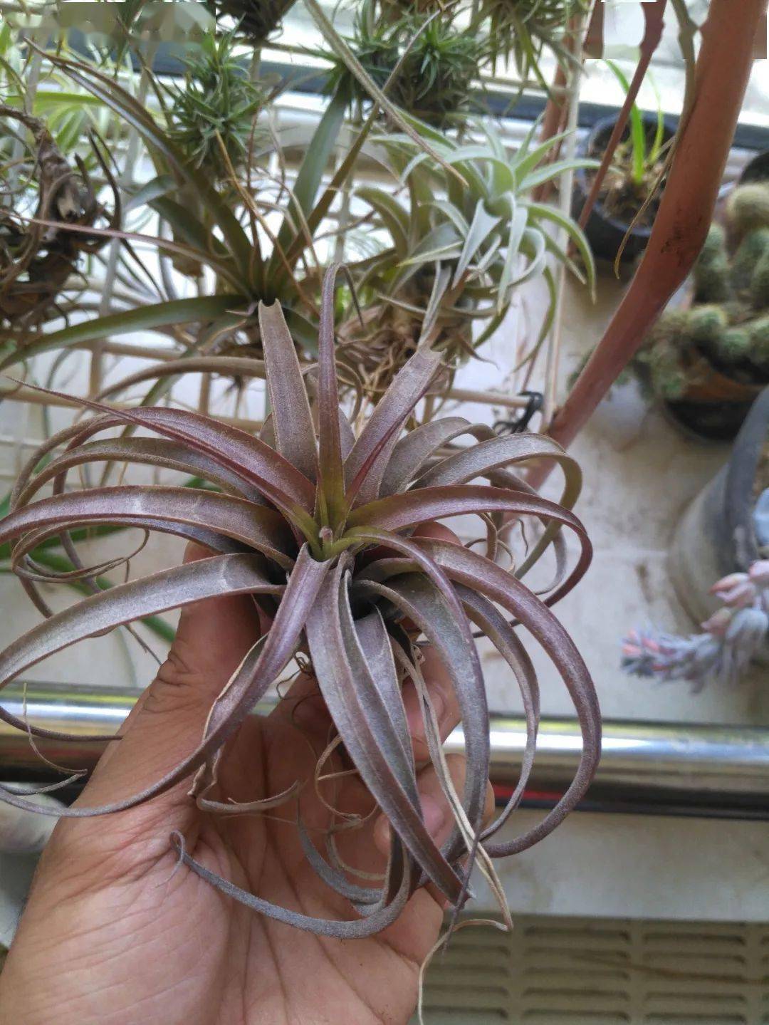 多肉谈空气凤梨养护全攻略