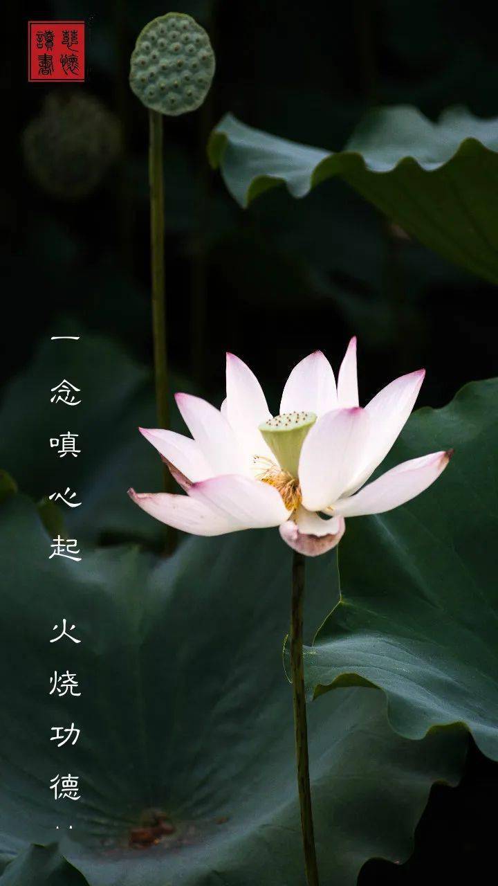 一念禅67将愤怒之人看作病人