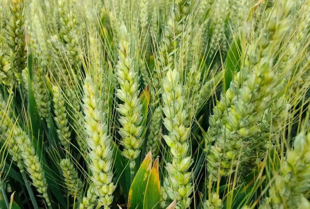小麦最后一遍药在这时候打每亩还能增产100斤
