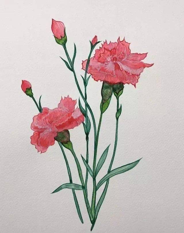 母亲节：画一朵母爱之花康乃馨