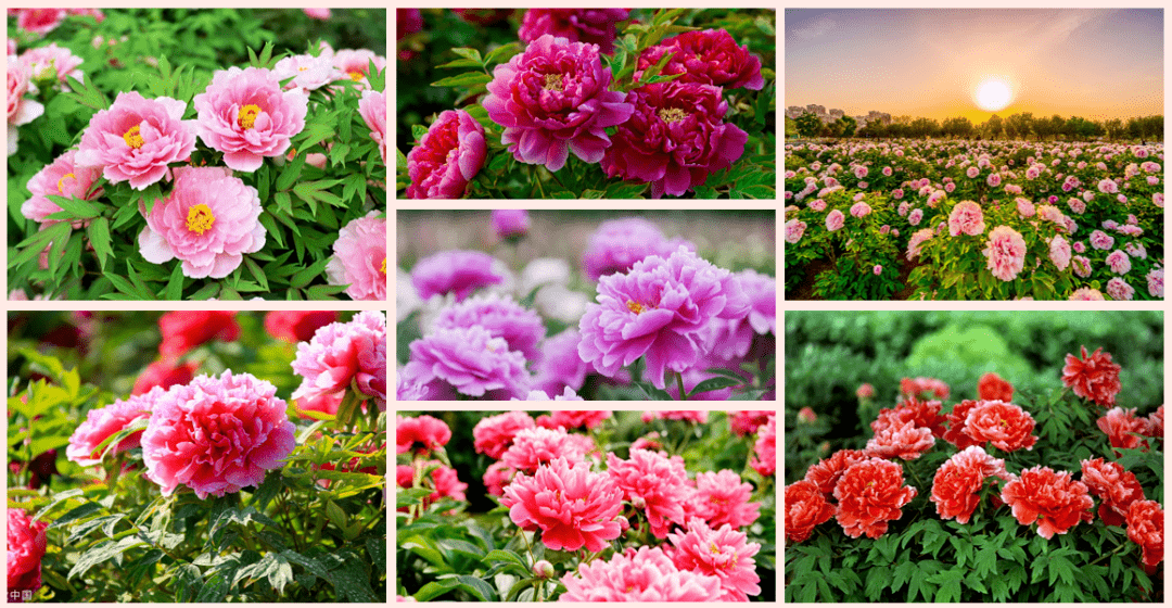 5月13日周五旅顺牡丹园牡丹月季花海油菜花海紫藤花海美拍观小动物
