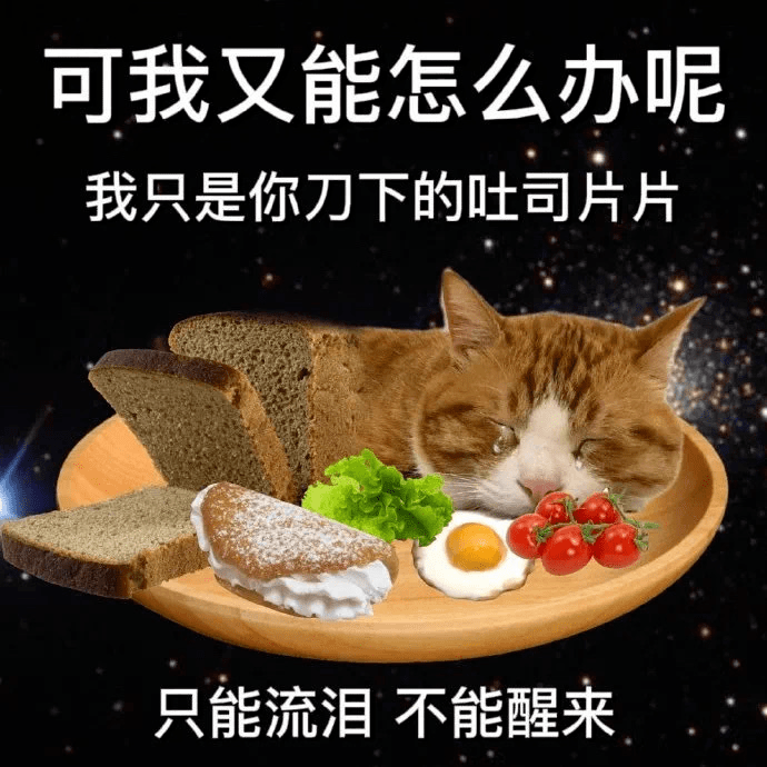 炖猫表情包图片