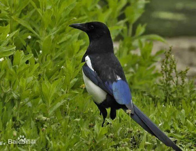 神奇生物在丰台喜鹊