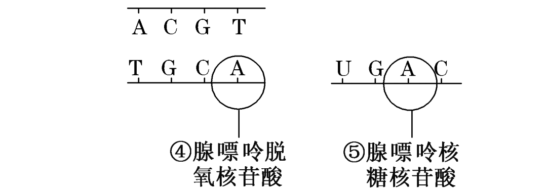 【生物课】atp的结构和功能