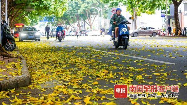 初夏时节南宁街道上黄叶纷飞，市民感叹：我穿越了？