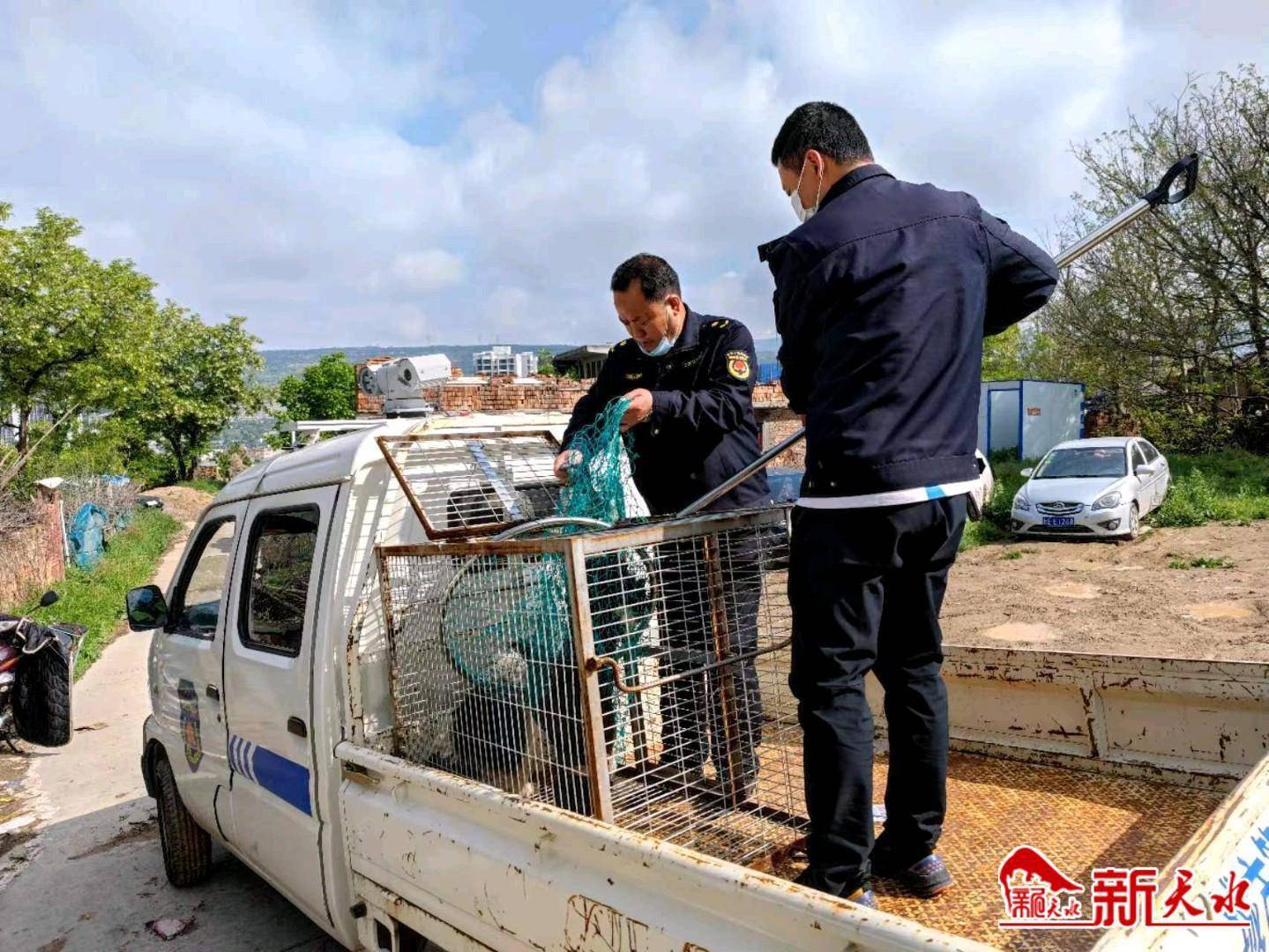 秦州区执法局玉泉中队集中抓捕流浪狗倡导文明养犬新风