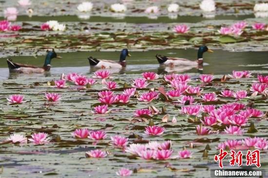 南京燕雀湖睡莲盛开美如画卷
