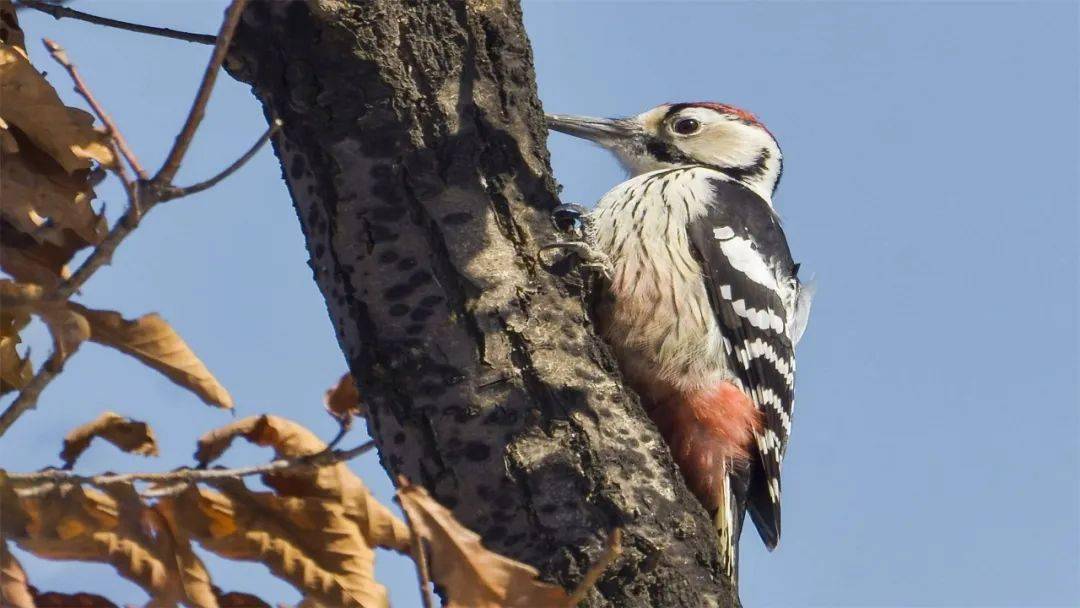 大班啄木鳥鳳頭鸊鷉1鳳頭鸊鷉2戴勝鳥大山雀一家伯勞年來源:安圖縣