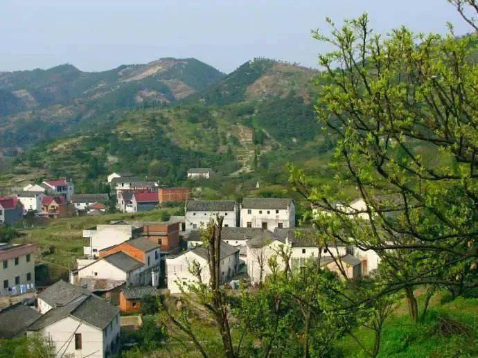 穆坞种植枇杷已近百年历史,是兰溪最早,面积最大的枇杷产地.