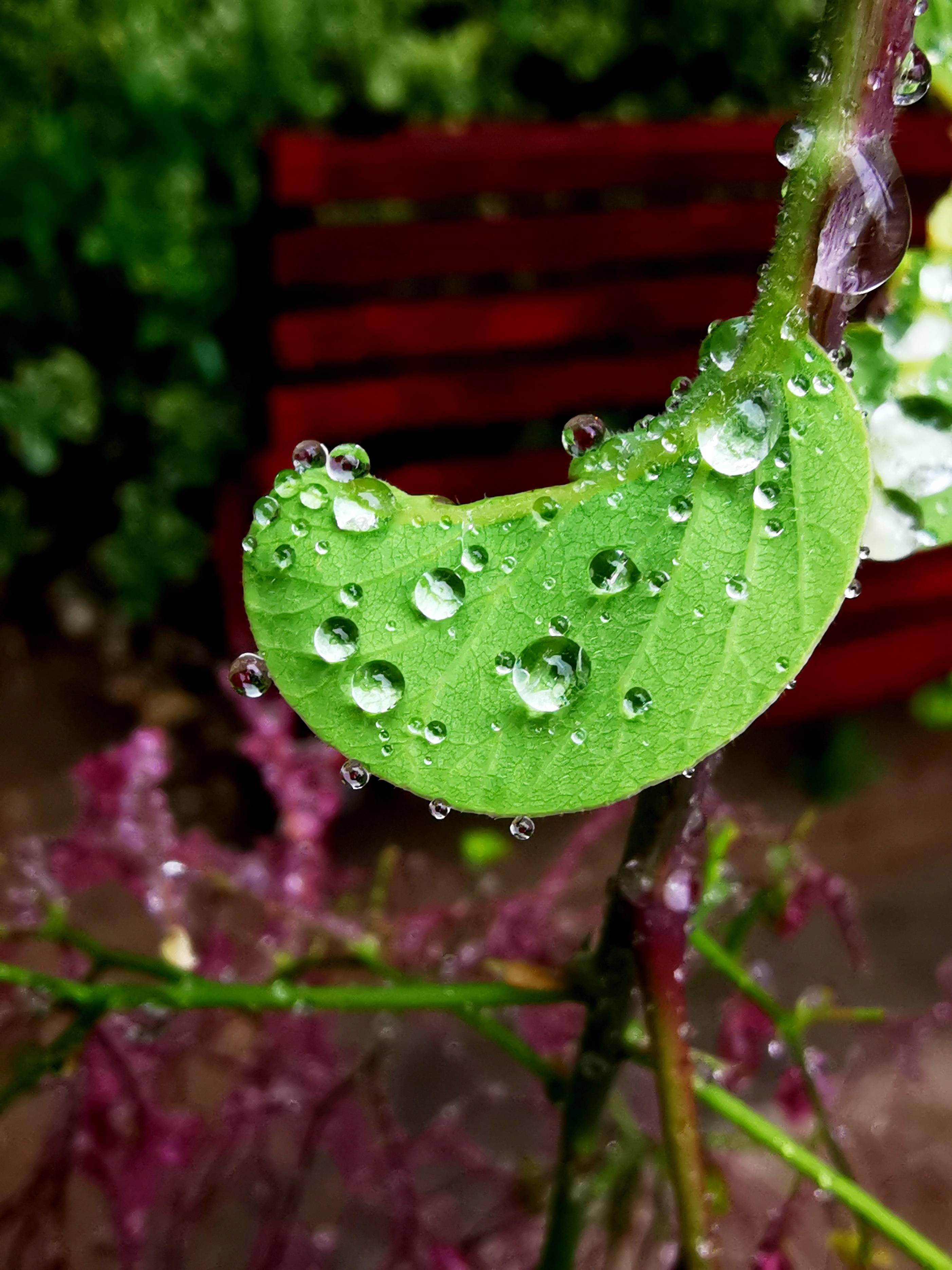 雨后清晨图片图片