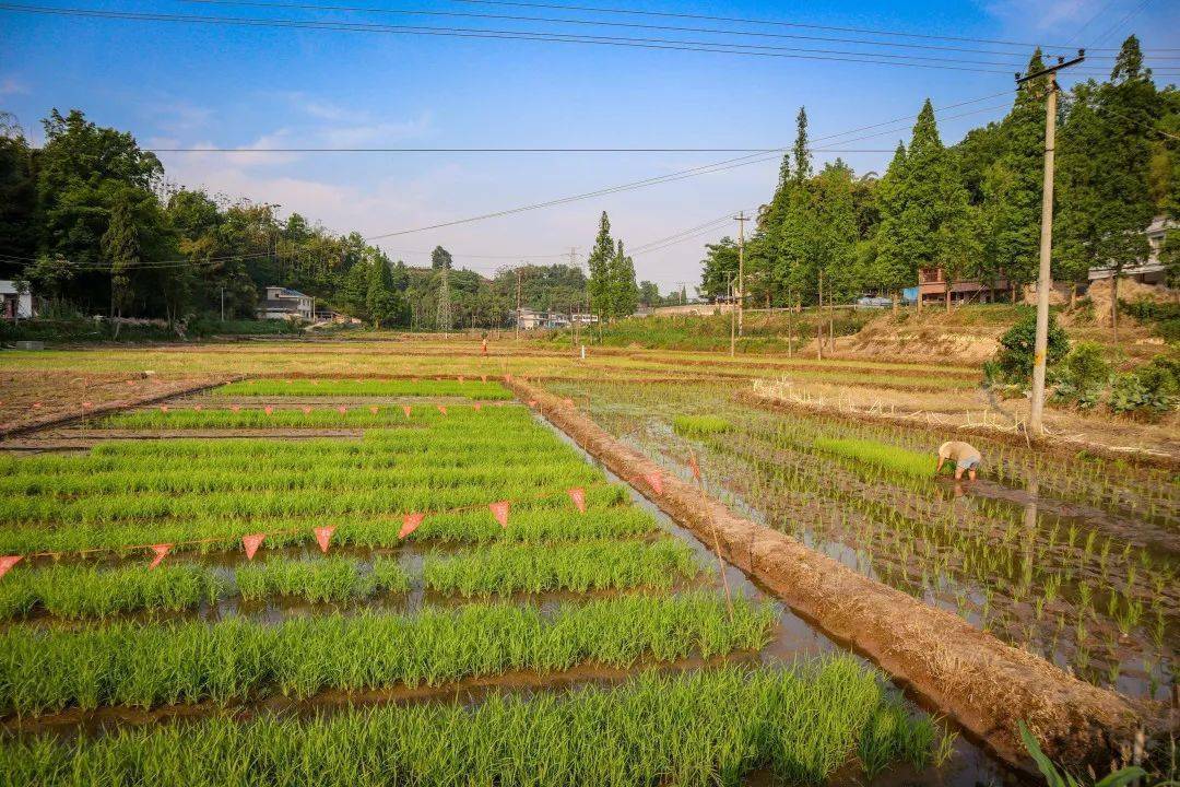 家乡的稻田|| 初夏眉山洪雅插秧忙,绘就田园好风光!_范自节_秧苗_秧田