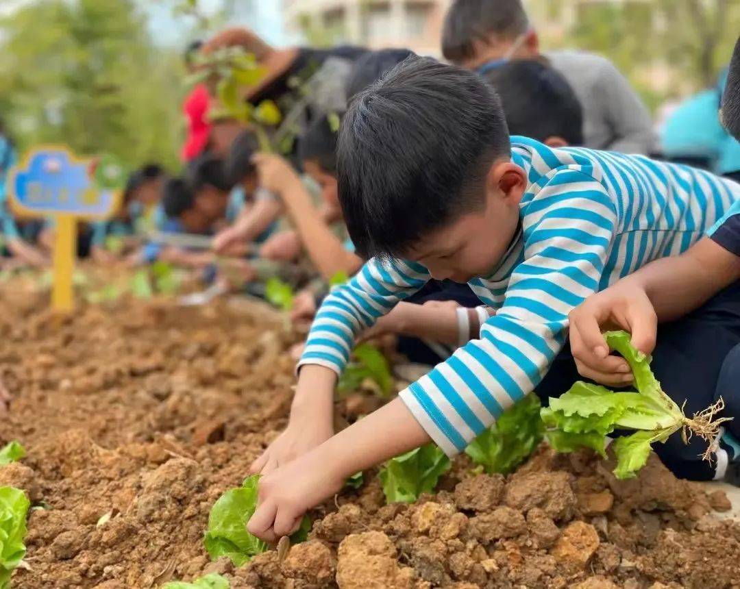 关爱未成年人种菜煮饭洗碗三水学子劳动技能样样行