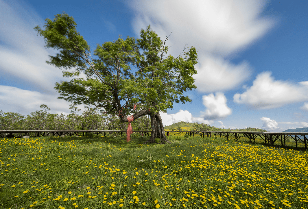 最美高山蒲公英花园就在