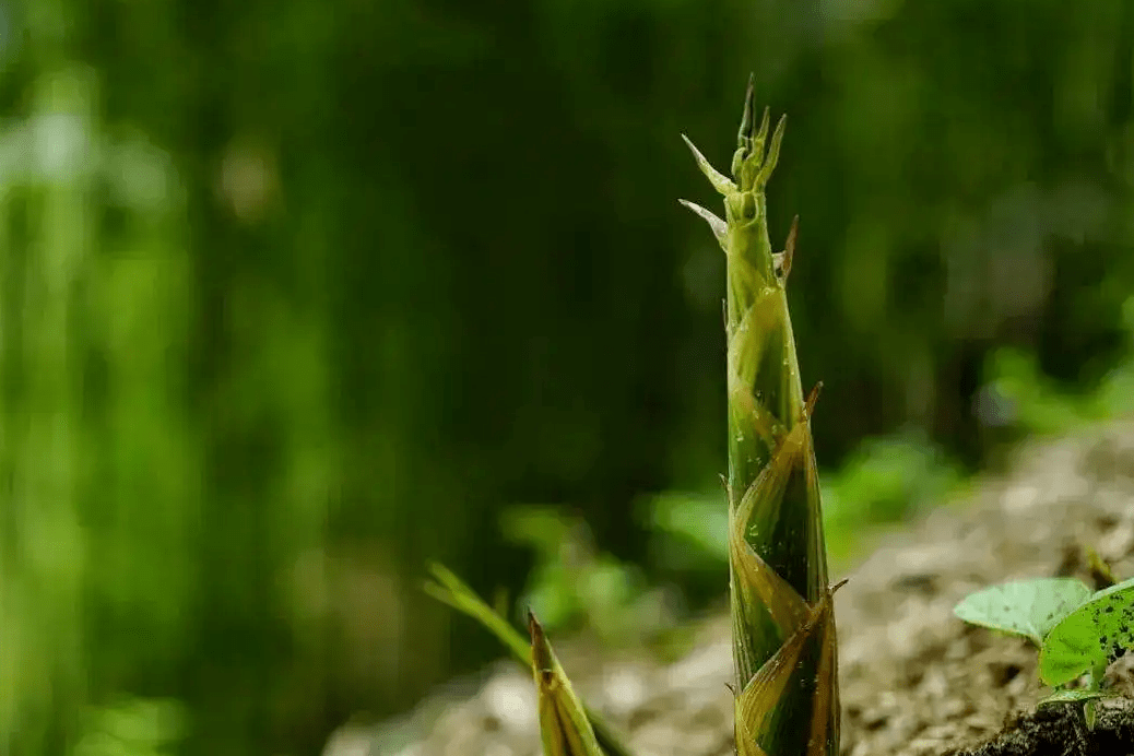 就是可能很多人还没吃过还有一种笋是綦江人餐桌上的常客楠竹笋,水