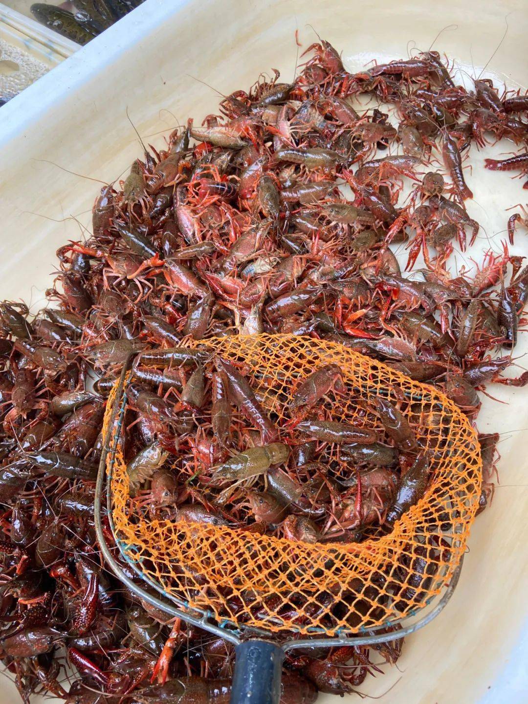 实地探访当涂小龙虾来了每斤价格居然达到
