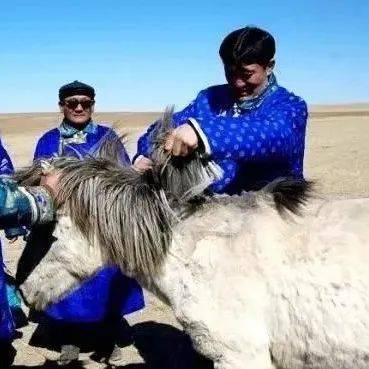 蒙古人剪马鬃、马群发汗、阉公马、阉羊羔习俗_地方_草场_交流经验
