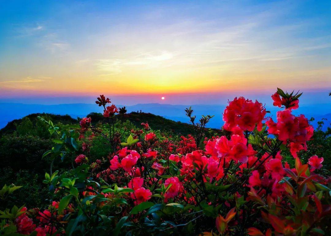 杜鹃花开,在江西的你,约吗?_季节_三清山_井冈山
