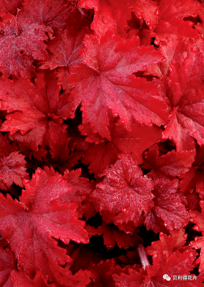 种苗订货季 花园的调色板植物