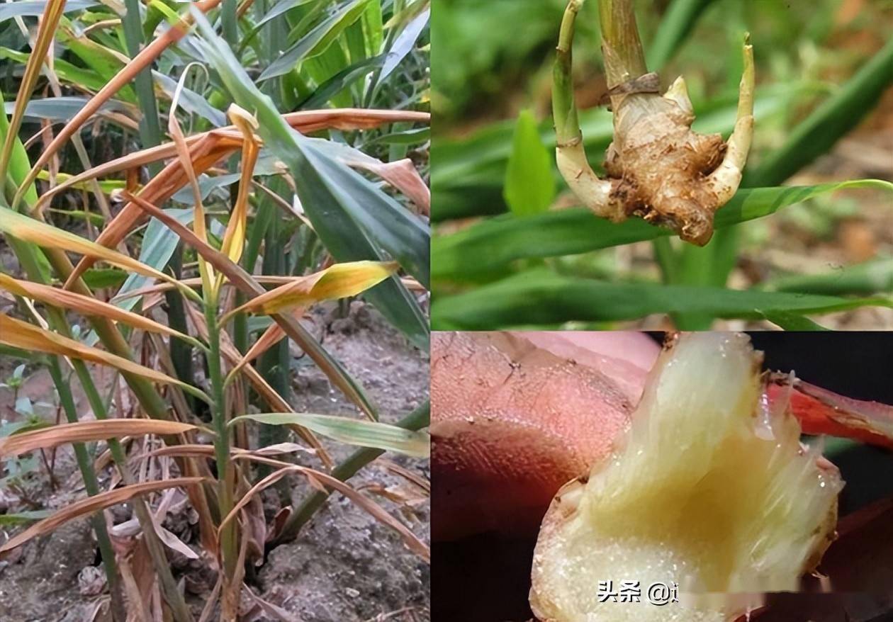 高温多雨易生姜瘟病,提前预防可避免_防治_种植_土壤