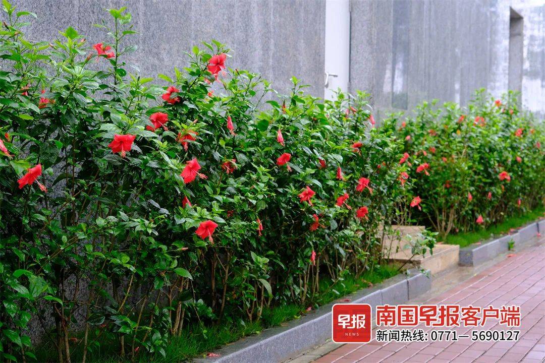 绽放吧市花南宁已培育5000多个朱槿品种