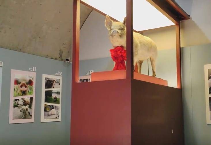 汶川地震14周年,"猪坚强"标本正式对外展出_建川博物馆_人类_成都