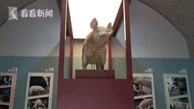 汶川地震14周年猪坚强标本回归建川博物馆保存展出