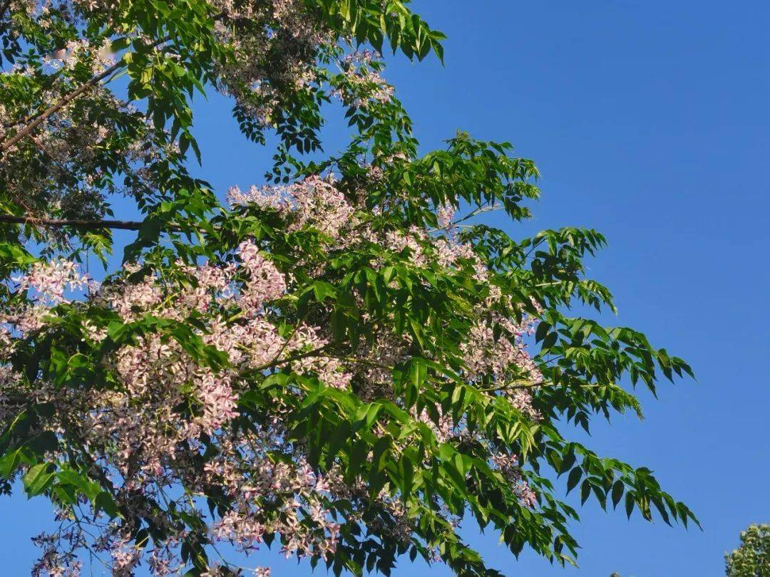 美诵||朱海梅《摇动一树楝花香》朗诵:李志华_初夏_楝树_阳光