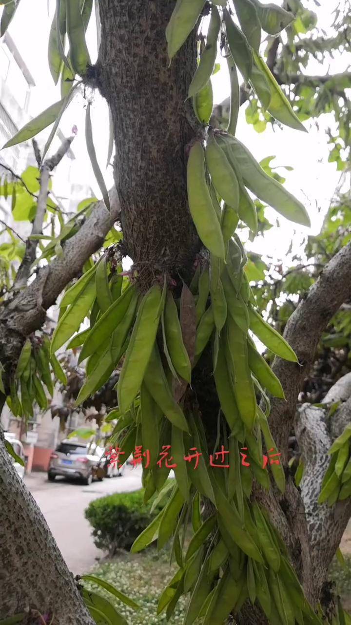 紫荆花树果实图片