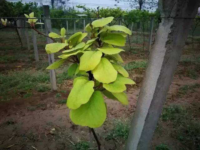 赣南种植猕猴桃黄化病防治技术