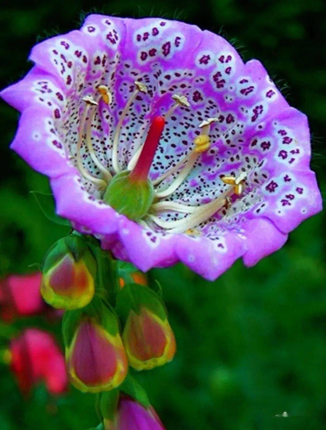 一组奇花异草_网络综合_谢意_图片