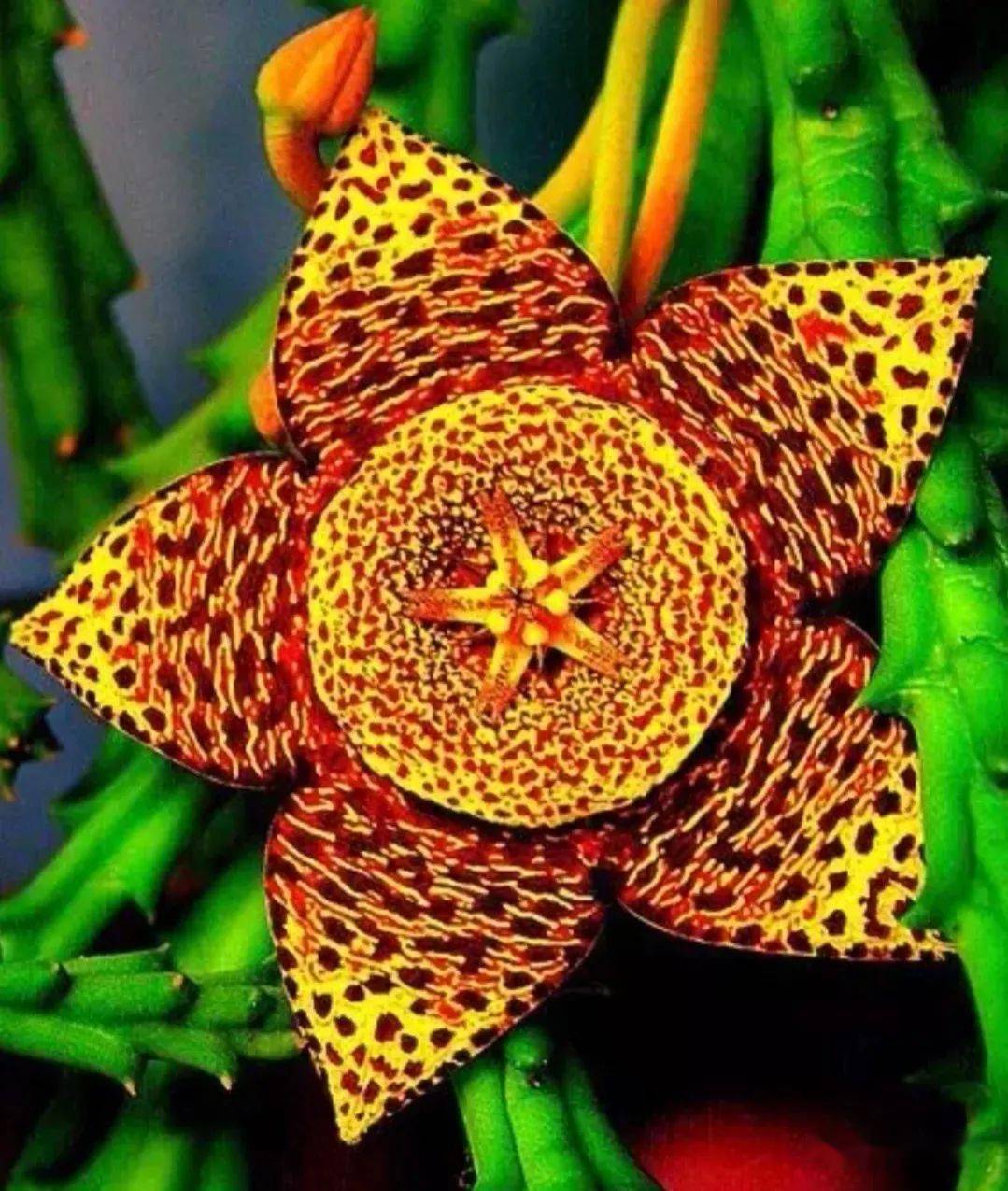 一组奇花异草_网络综合_谢意_图片