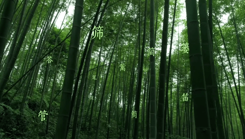 视界| 这些竹字头的字，都与它有关_搜狐网