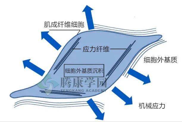 浅筋膜的结构76