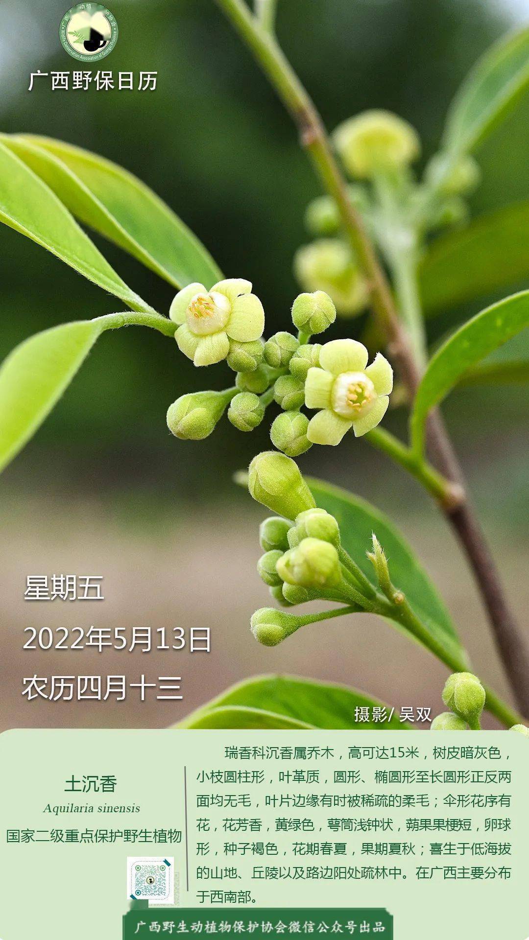 沉香花图片图片