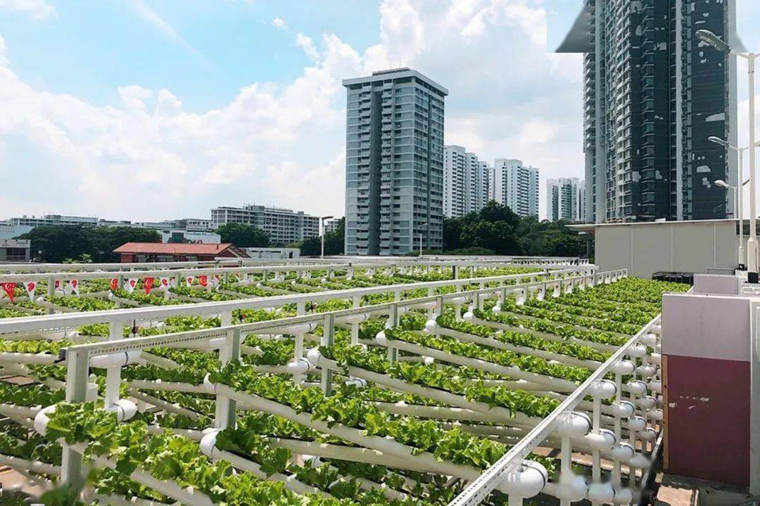 【居出色】屋顶农场成新潮流:每户果蔬不断_种植_深圳_改造