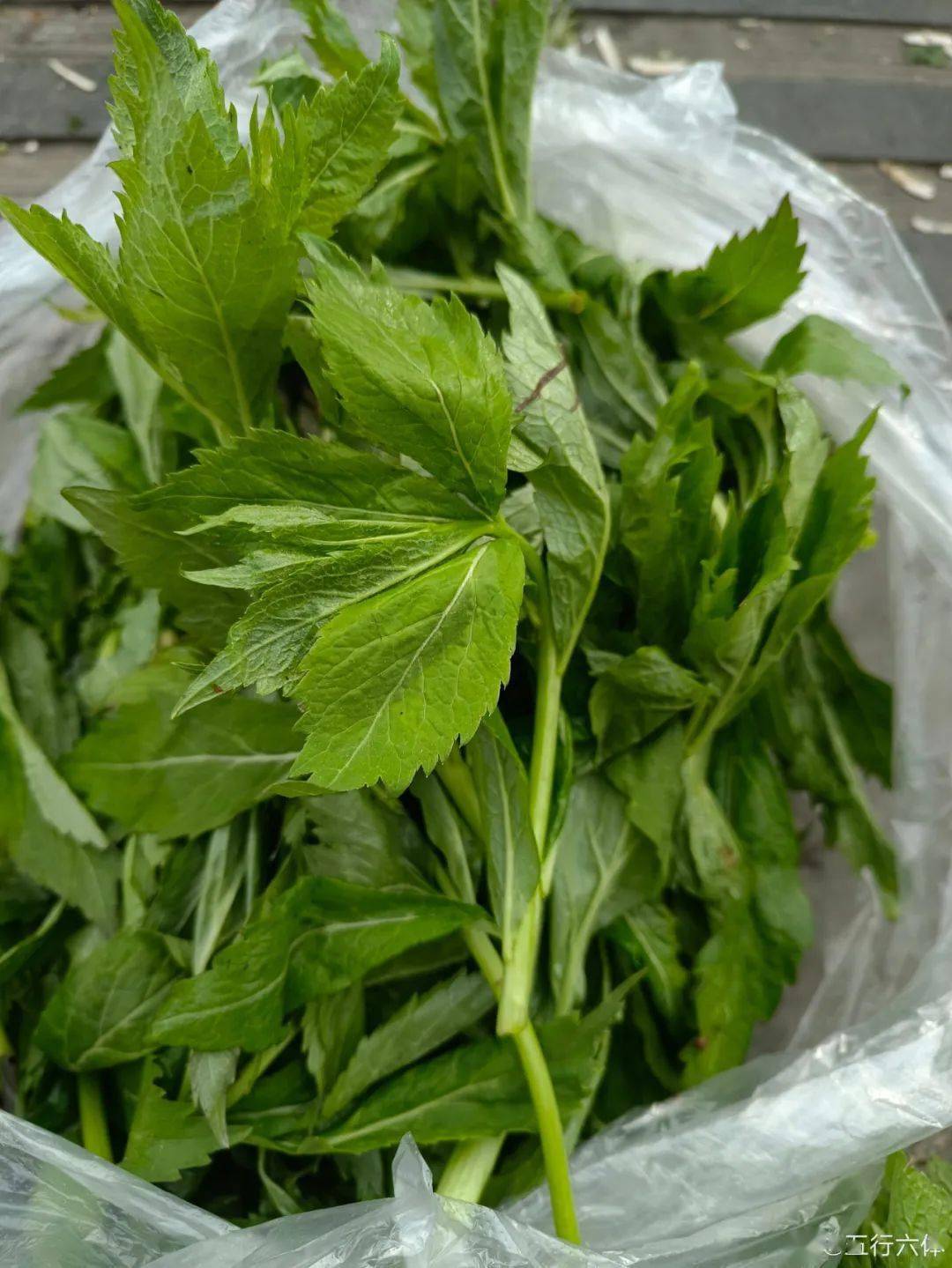 吉林菜市场山野菜一览