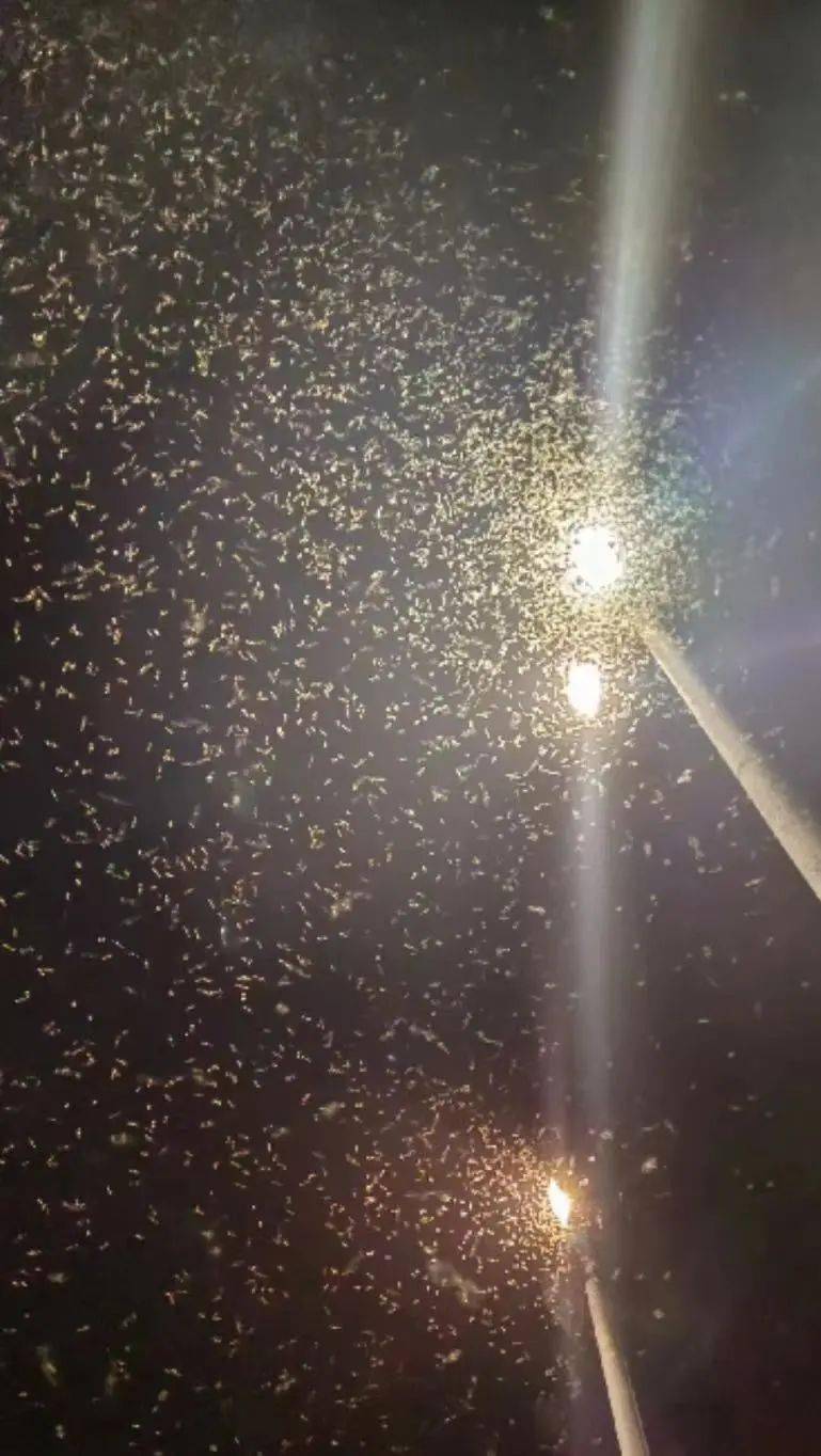 蚁02体色多呈棕,褐至黑褐通常呈卵圆形或长椭圆形主要分布在我国广东