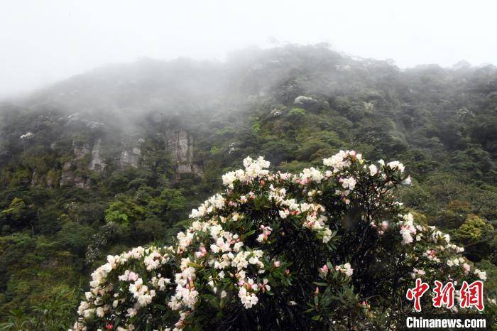 云雾缭绕 野生变色杜鹃花近两千米高山上绽放