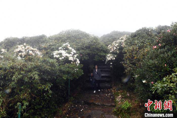 云雾缭绕 野生变色杜鹃花近两千米高山上绽放