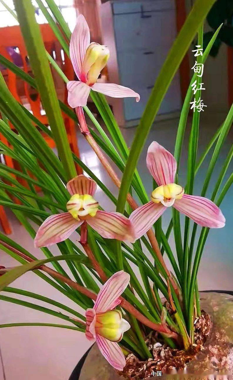 云甸红梅:莲瓣兰梅瓣花之经典_本站_兰友_副瓣