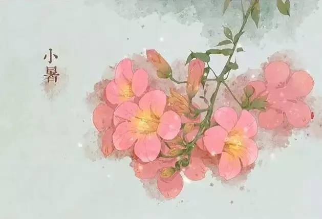 24节气专属花卉植物四季芳香