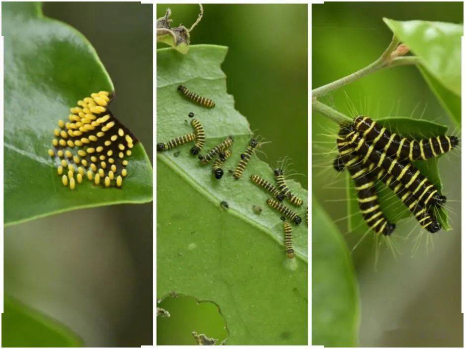 循着报喜斑粉蝶的习性,我们找到了它繁衍生息的家园,看到了蝴蝶化蝶前