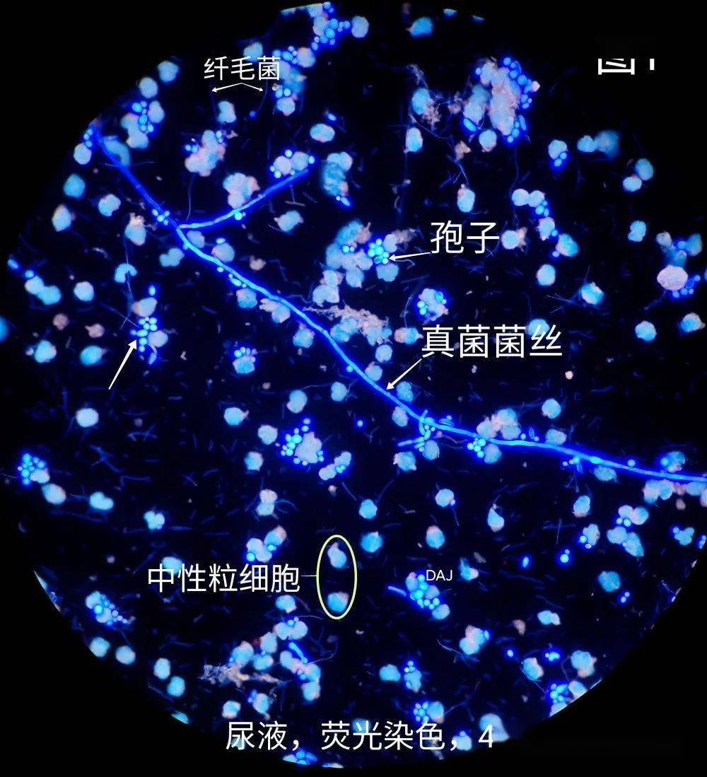 段师形态教学系列第44期