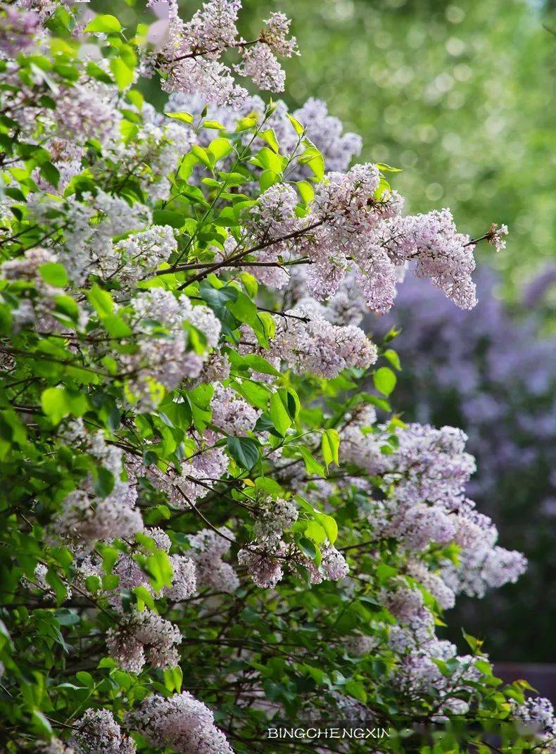 丁香花象征什么精神品质(丁香花象征什么精神品质的句子)