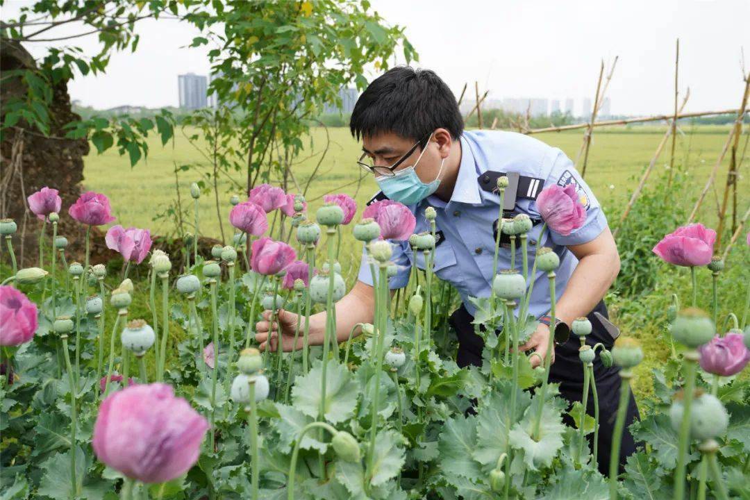 罌粟_種植_馬某