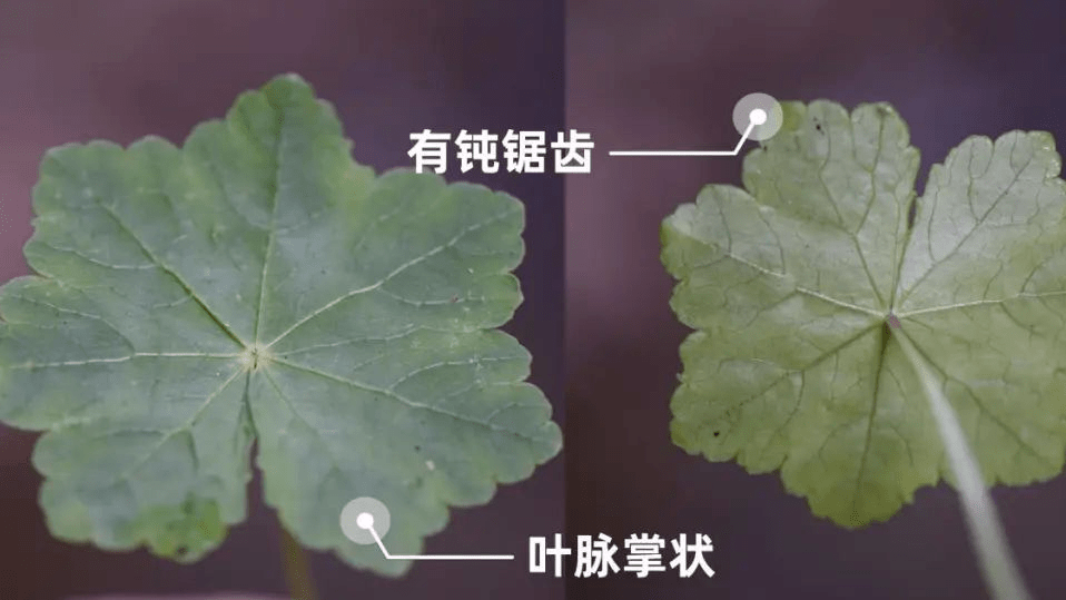 畲藥文化小講堂內止咳嗽外愈傷紅馬蹄草都能幫