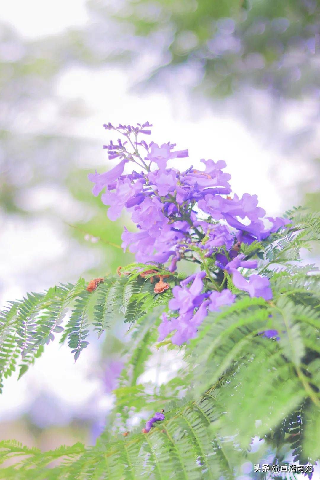 有一種浪漫叫南充的藍花楹開了_紫色_蒲志昂_初夏