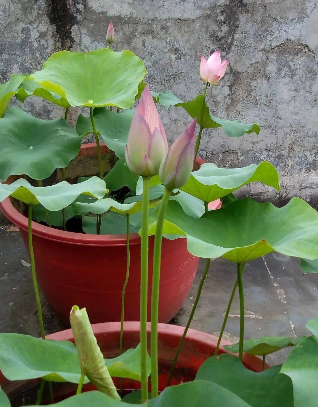 农村常见的大水缸,拿来养这6种花,缸缸花开到爆!