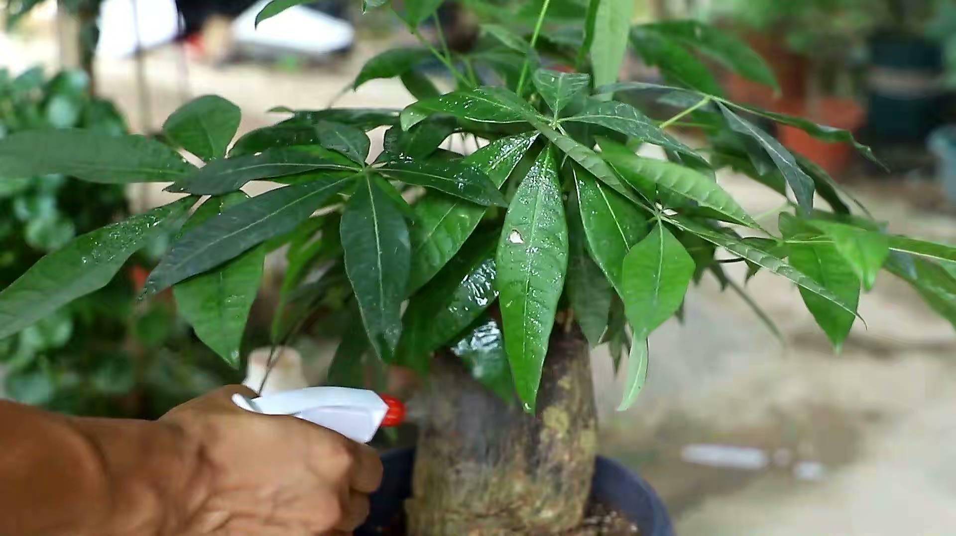 发财树怎样养才旺盛